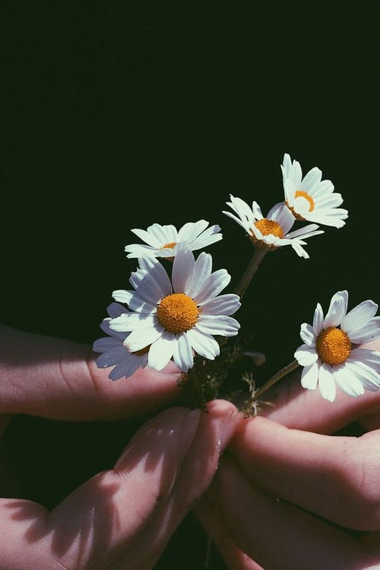 The Wonders of Chamomile